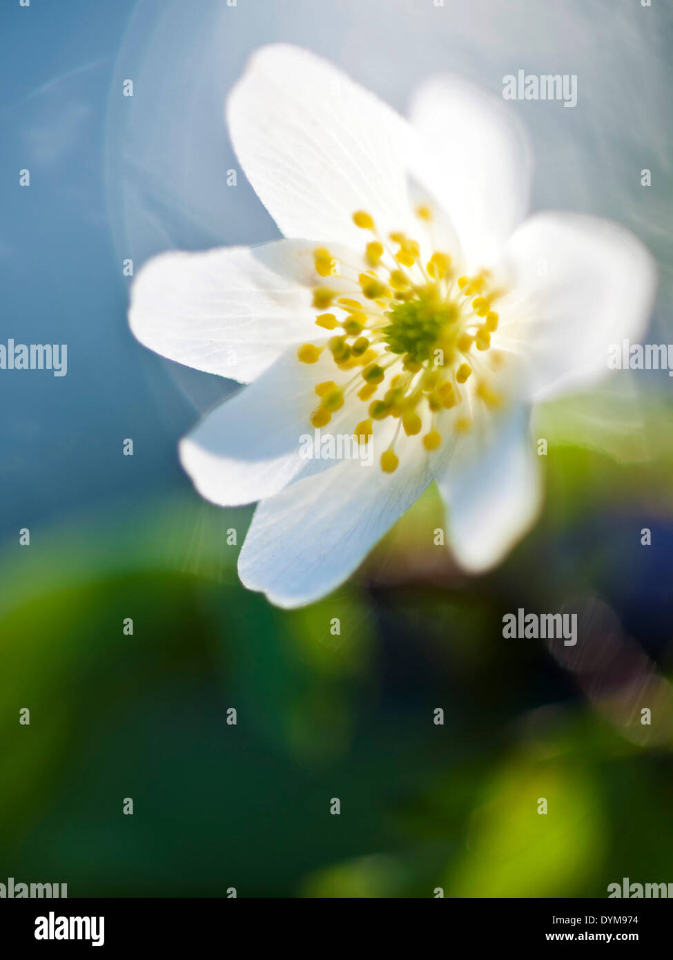 Wood Anemone (Anemone nemorosa), flower, Austria Stock Photo