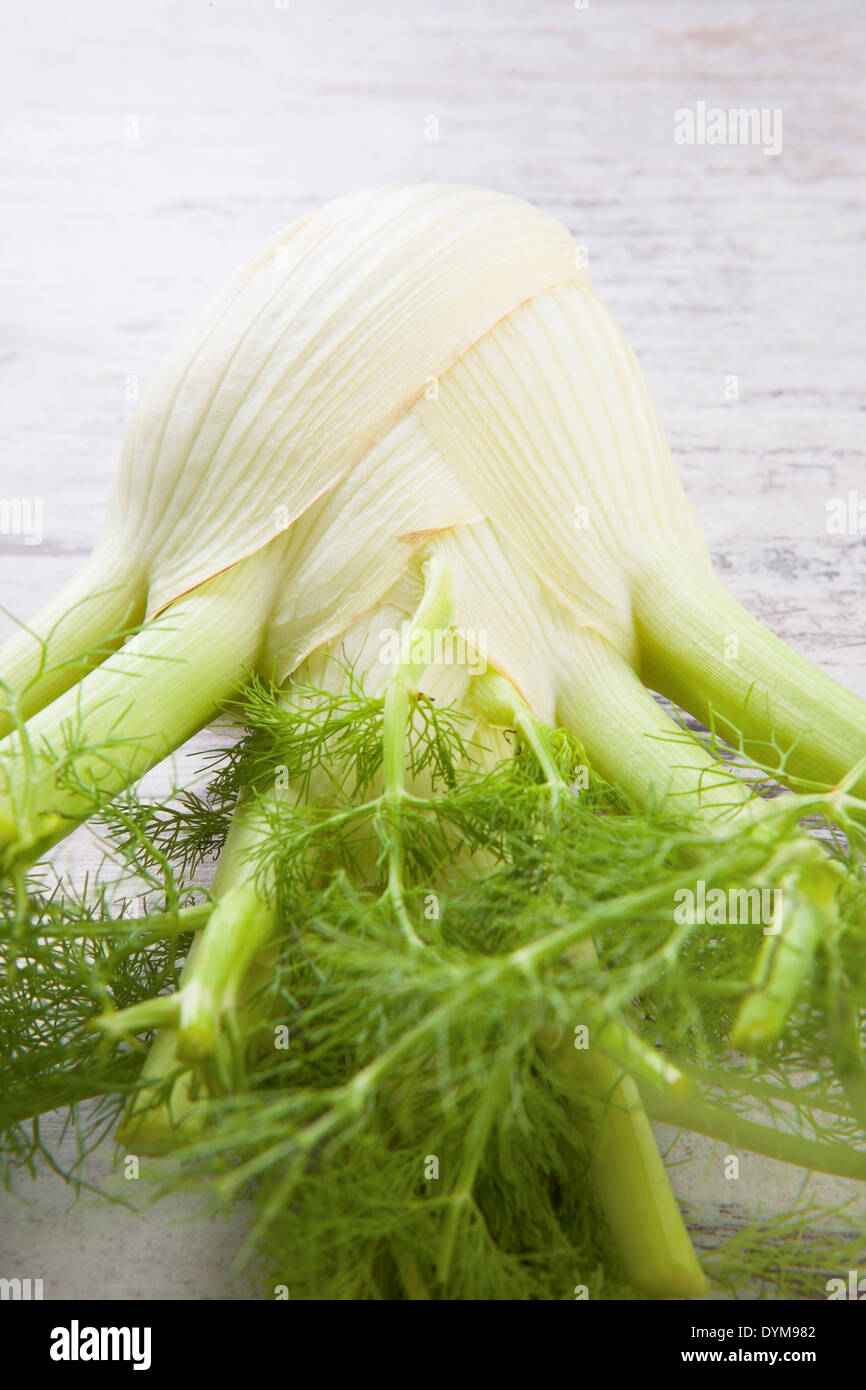 Delicious fennel background. Raw fennel bulb isolated on white wooden