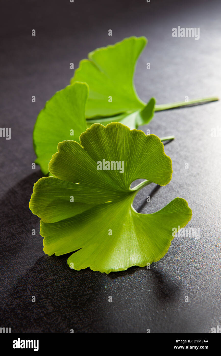 Ginkgo Biloba leaves isolated on black background. Good memory and healthy lifestyle concept