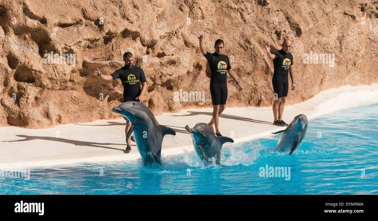 Dolphin Show, Loro Parque zoo, Puerto de la Cruz, Santa Cruz de Tenerife, Tenerife, Canary Islands, Spain Stock Photo