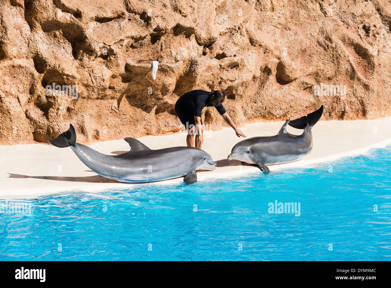Dolphin Show, Loro Parque zoo, Puerto de la Cruz, Santa Cruz de Tenerife, Tenerife, Canary Islands, Spain Stock Photo