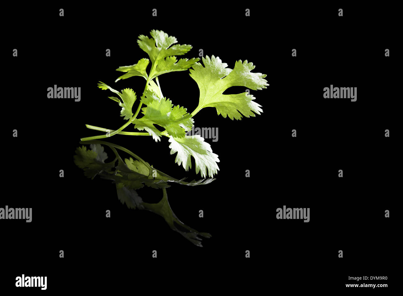 Fresh coriander leaves isolated on black background. Aromatic culinary
