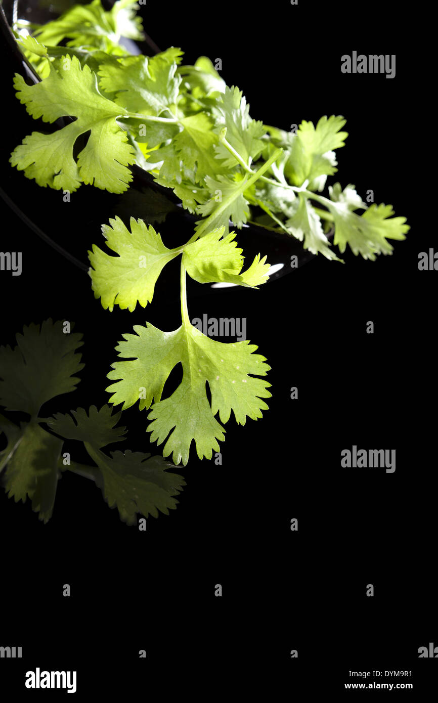 Fresh cilantro leaves in black bowl isolated on black background