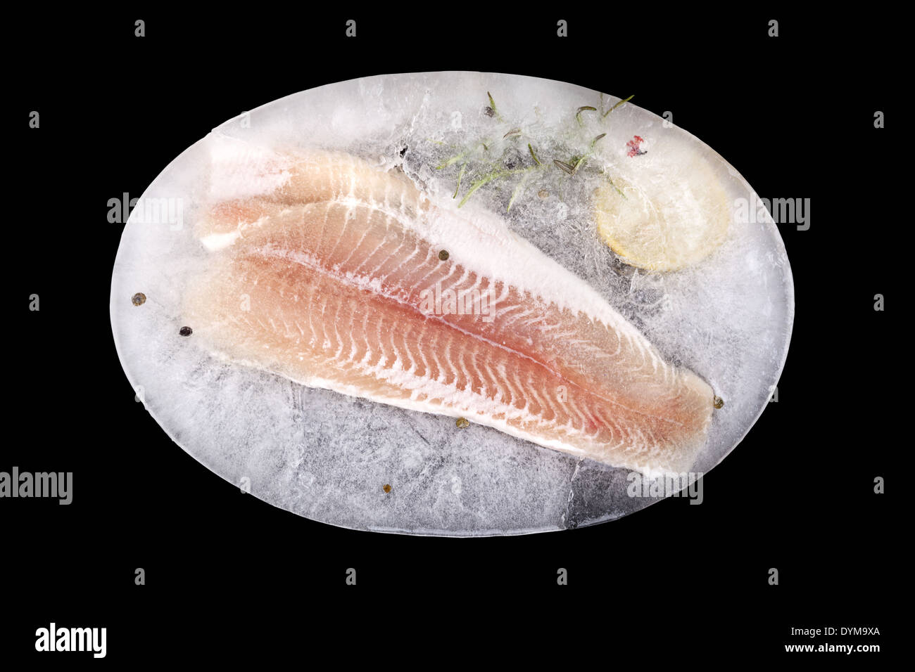 Fresh fish fillet frozen in ice with lemon and rosemary isolated on
