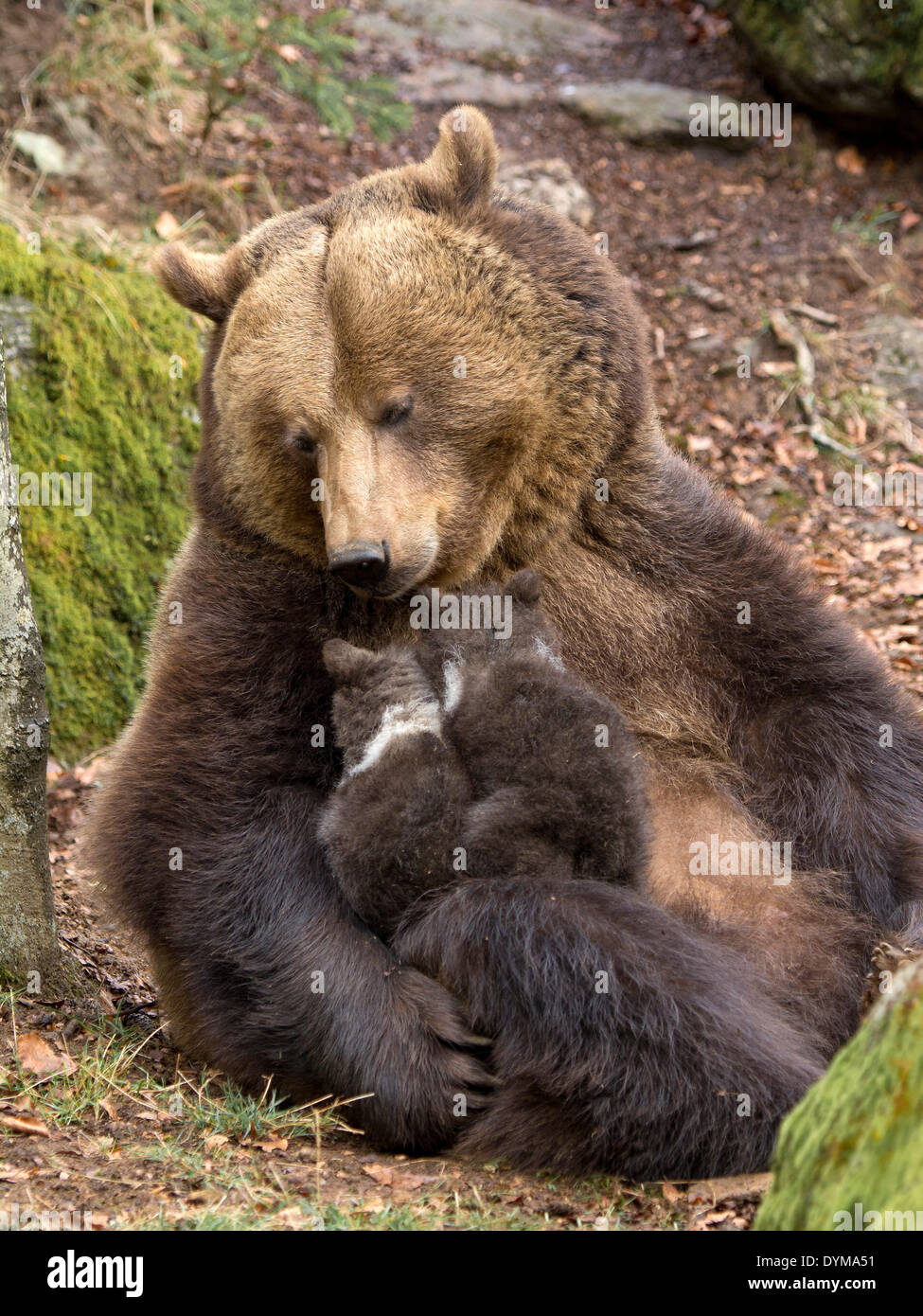 European brown bear (Ursus arctos) mother suckling cubs, 3 months, captive, animal enclosure, Bavarian Forest National Park Stock Photo