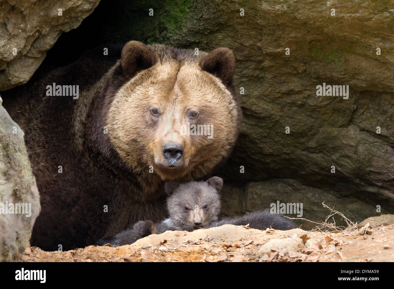 European brown bear (Ursus arctos) mother with cub, 3 months, captive, animal enclosure, Bavarian Forest National Park, Bavaria Stock Photo