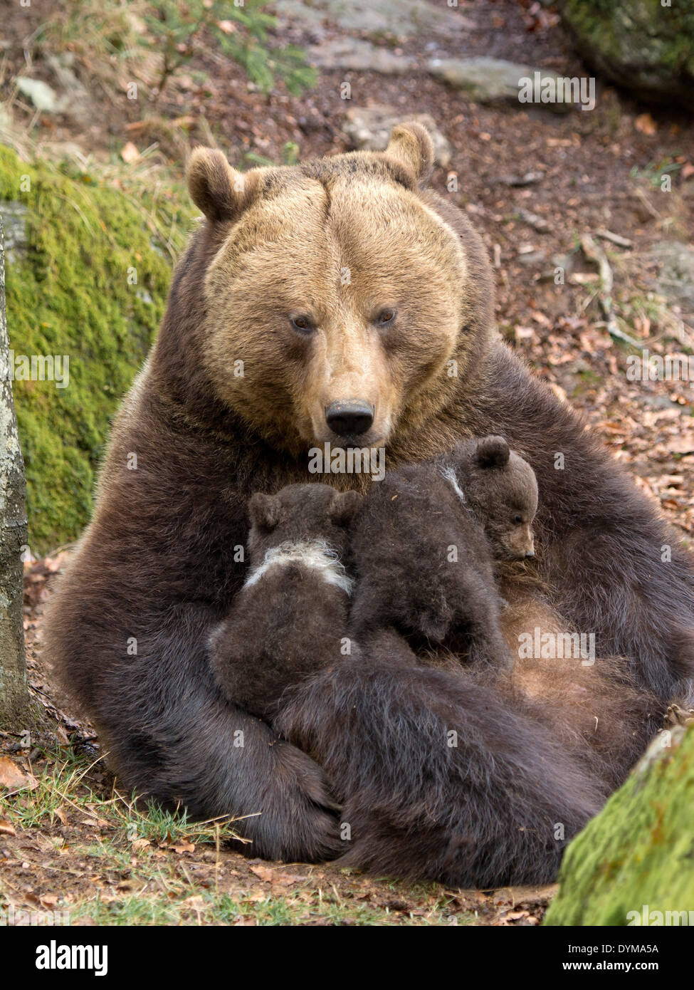 European brown bear (Ursus arctos) mother suckling cubs, 3 months, captive, animal enclosure, Bavarian Forest National Park Stock Photo