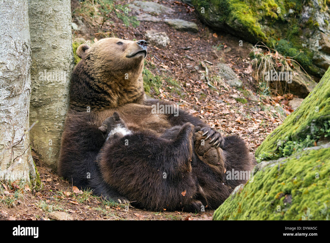 European brown bear (Ursus arctos) mother suckling cub, 3 months, captive, animal enclosure, Bavarian Forest National Park Stock Photo