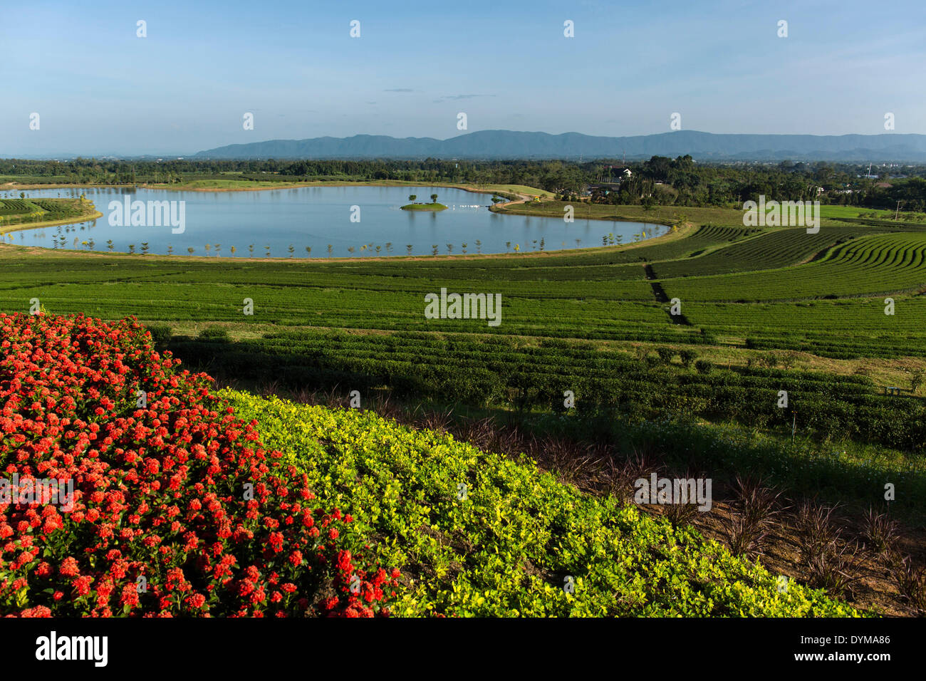 Boon Rawd Farm, Singha Park, tea plantations with a lake, tea gardens, Chiang Rai, Chiang Rai Province, Northern Thailand Stock Photo