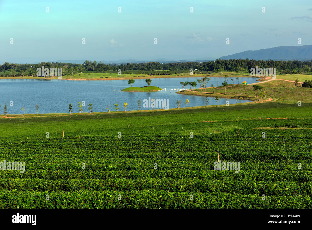 Boon Rawd Farm, Singha Park, tea plantations with a lake, tea gardens, Chiang Rai, Chiang Rai Province, Northern Thailand Stock Photo