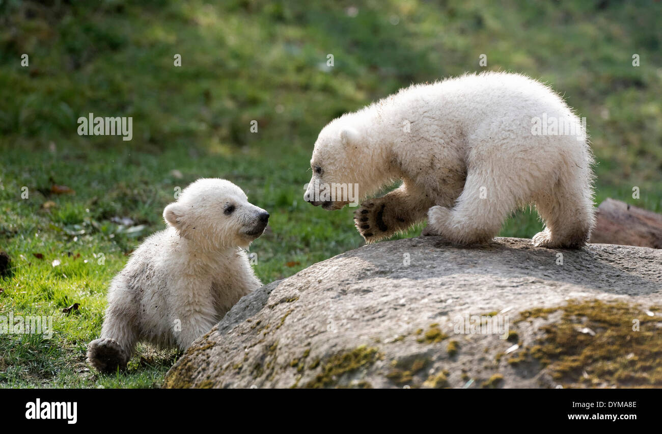 Polar Bears (Ursus maritimus), cubs Nela and Nobby, 17 weeks, playing in the enclosure of Hellabrunn Zoo, Munich, Upper Bavaria Stock Photo