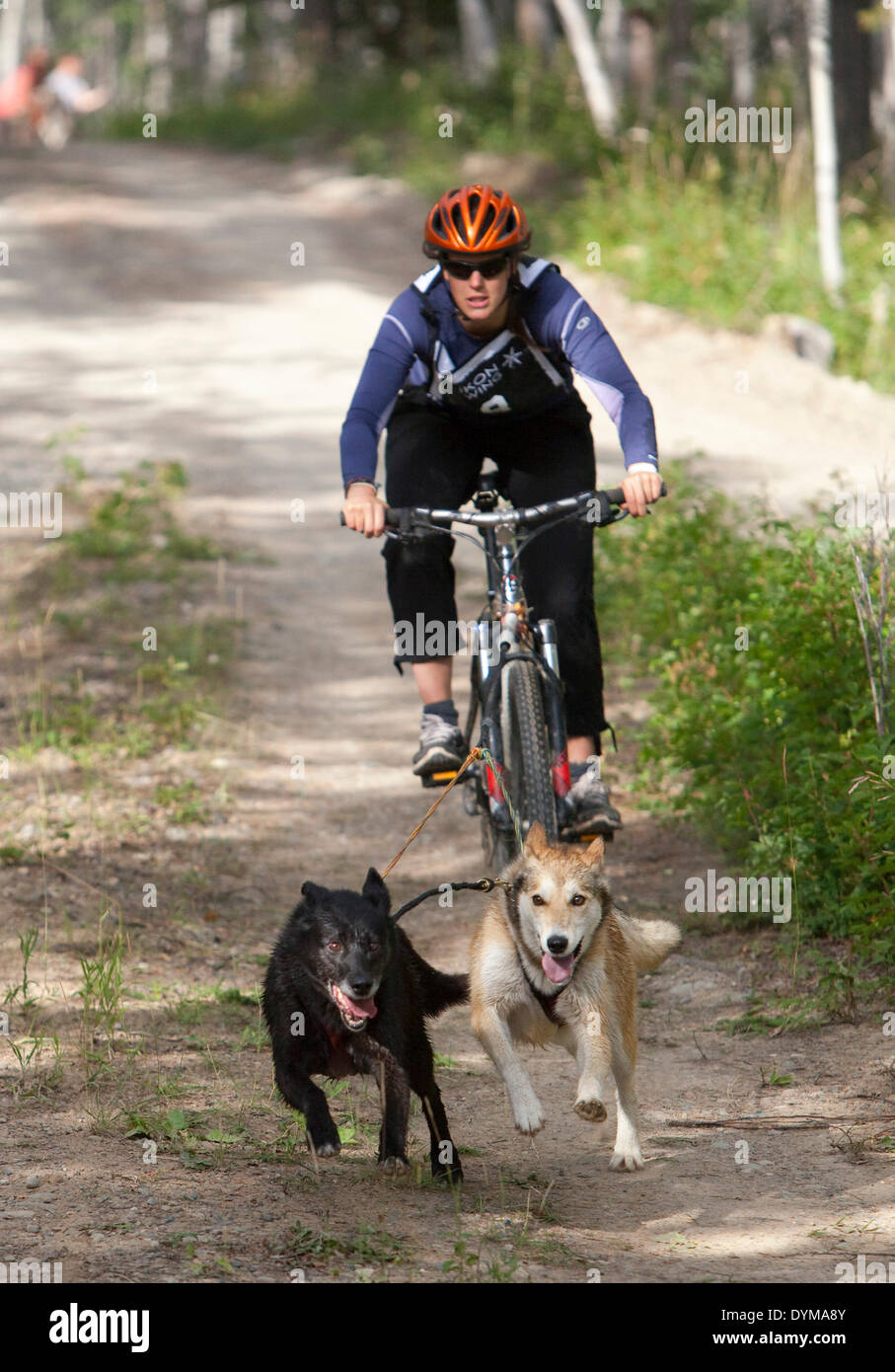 Woman bikejoring or bikejöring, two Alaskan Huskies pulling a mountain bike, Yukon Territory, Canada Stock Photo