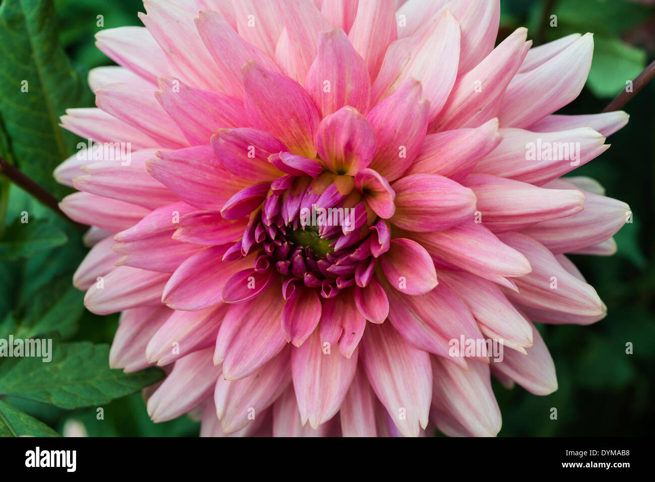 Pink Dahlia (Dahlia), Germany Stock Photo