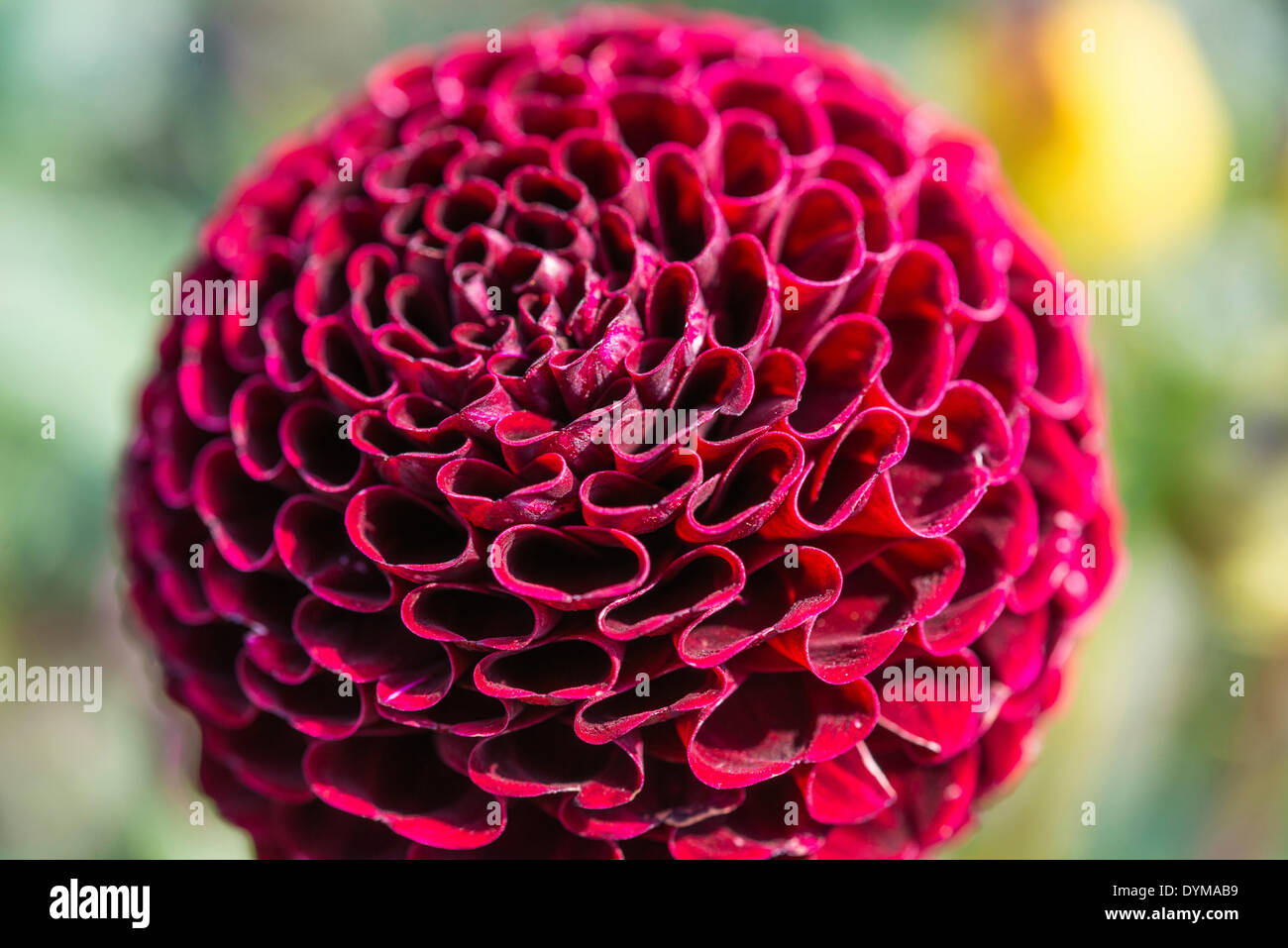 Red Ball Dahlia (Dahlia), Germany Stock Photo