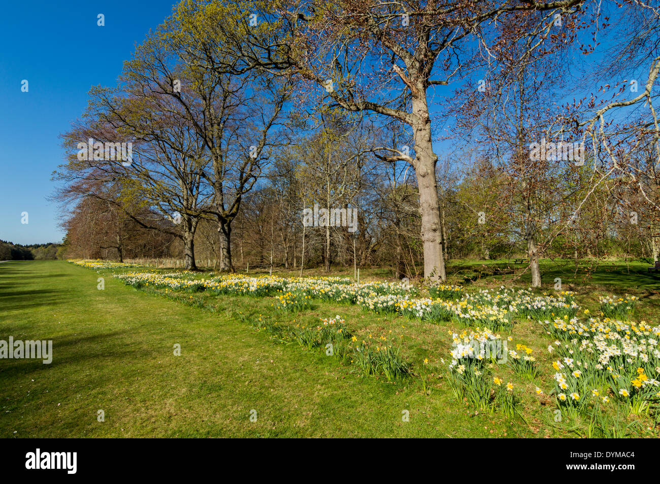 BRODIE CASTLE GARDENS IN SPRINGTIME WITH A MASSIVE COLLECTION OF
