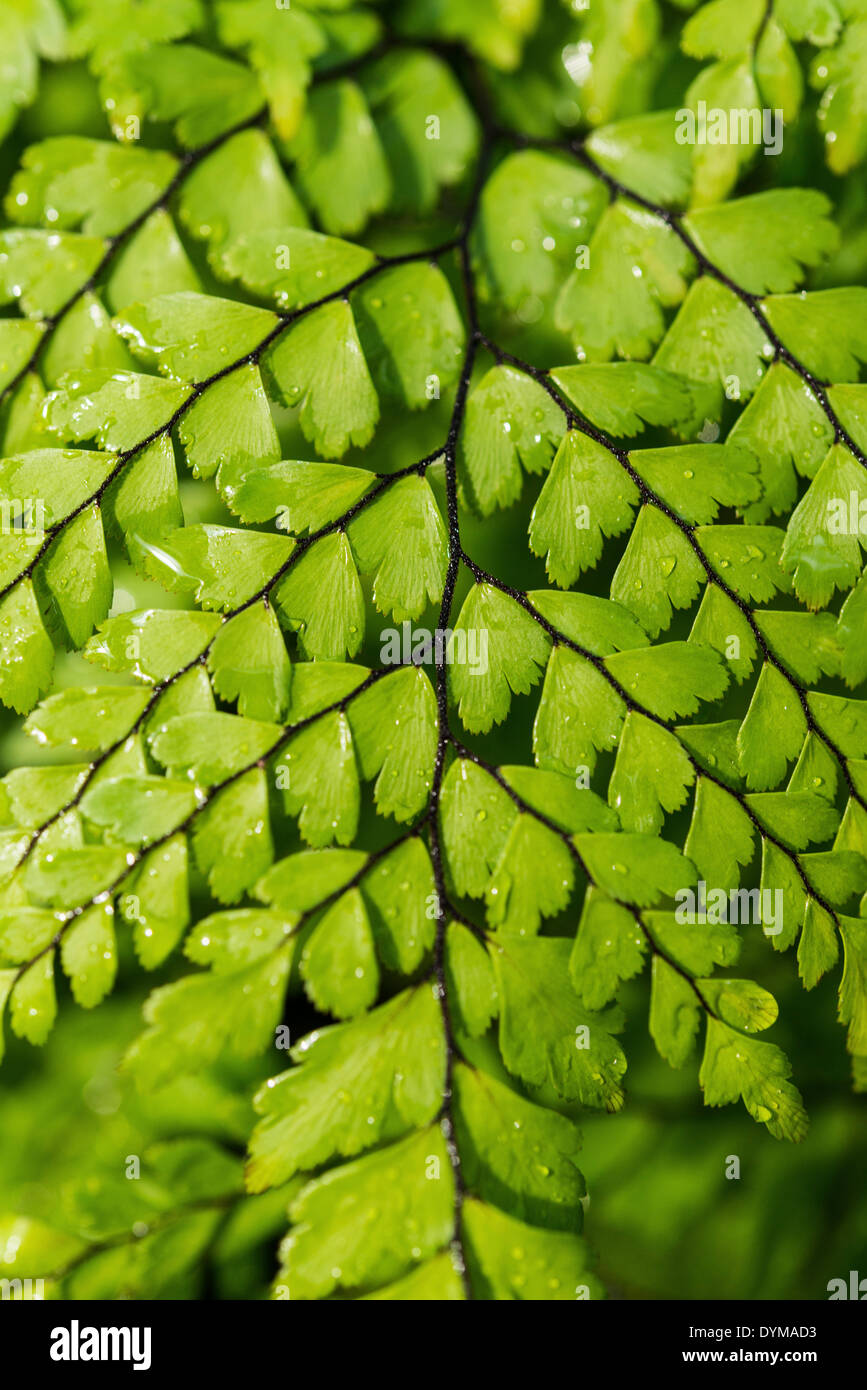 Evergreen Maidenhair (Adiantum venustum), detail view Stock Photo
