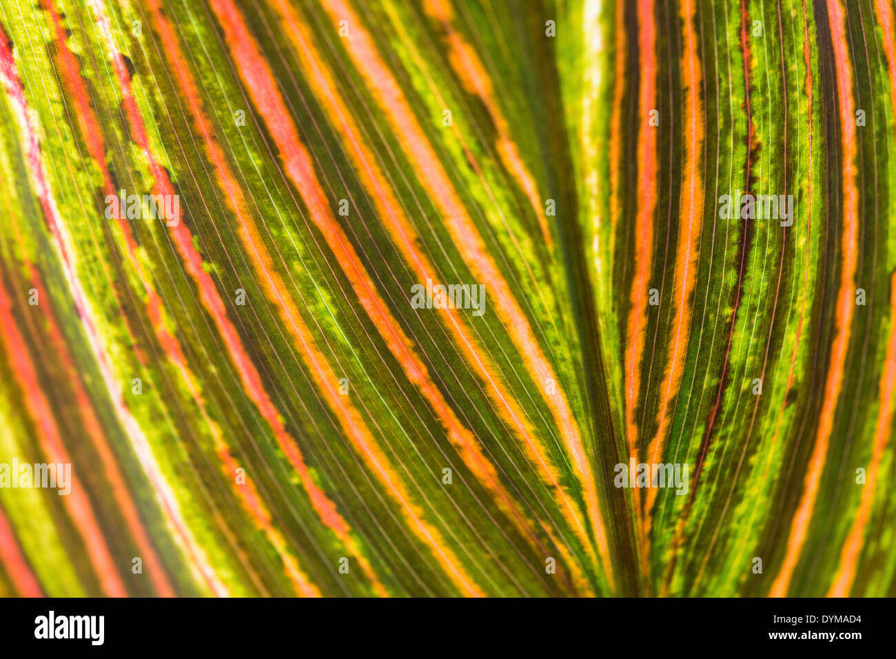 Garden Croton or Variegated Croton (Codiaeum variegatum), leaf from below, leaf structure, detail view Stock Photo
