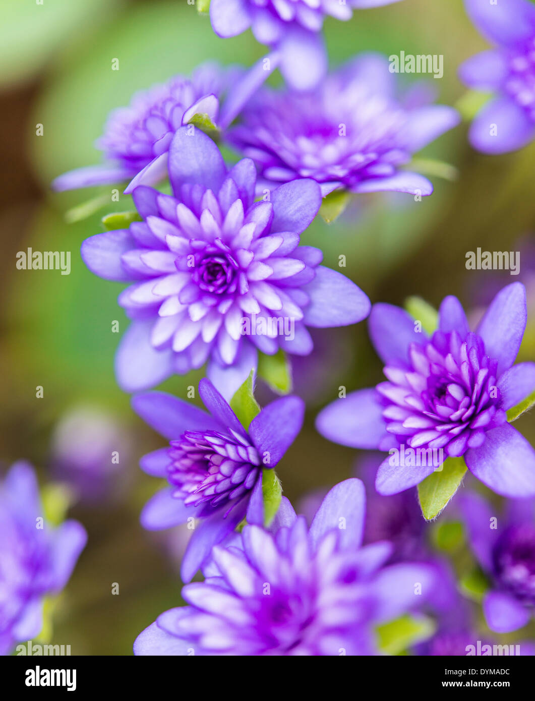 Purple Hepatica or Liverwort (Hepatica), cultivar, close-up Stock Photo