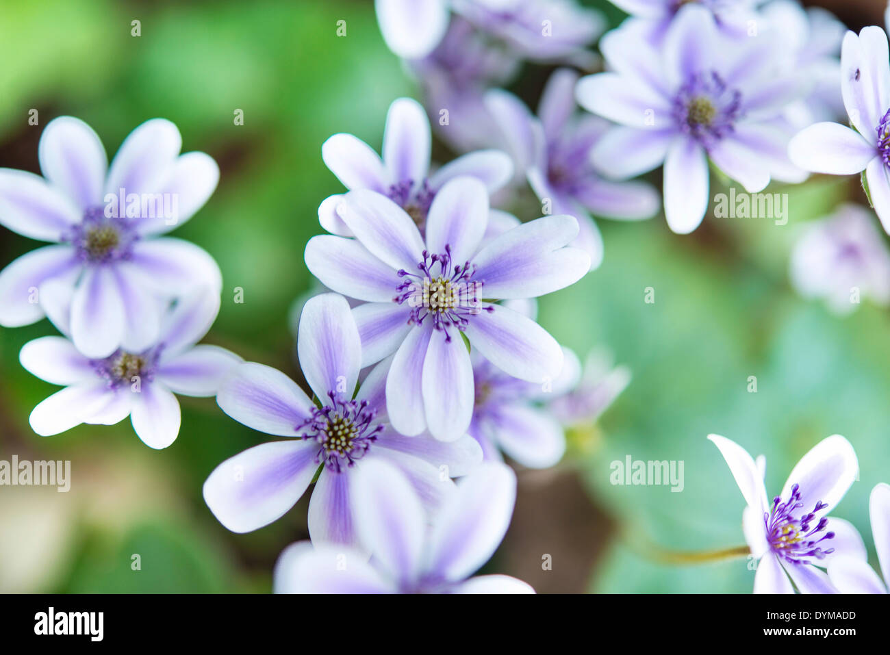 White-purple Hepatica or Liverwort (Hepatica), cultivar, close-up Stock Photo