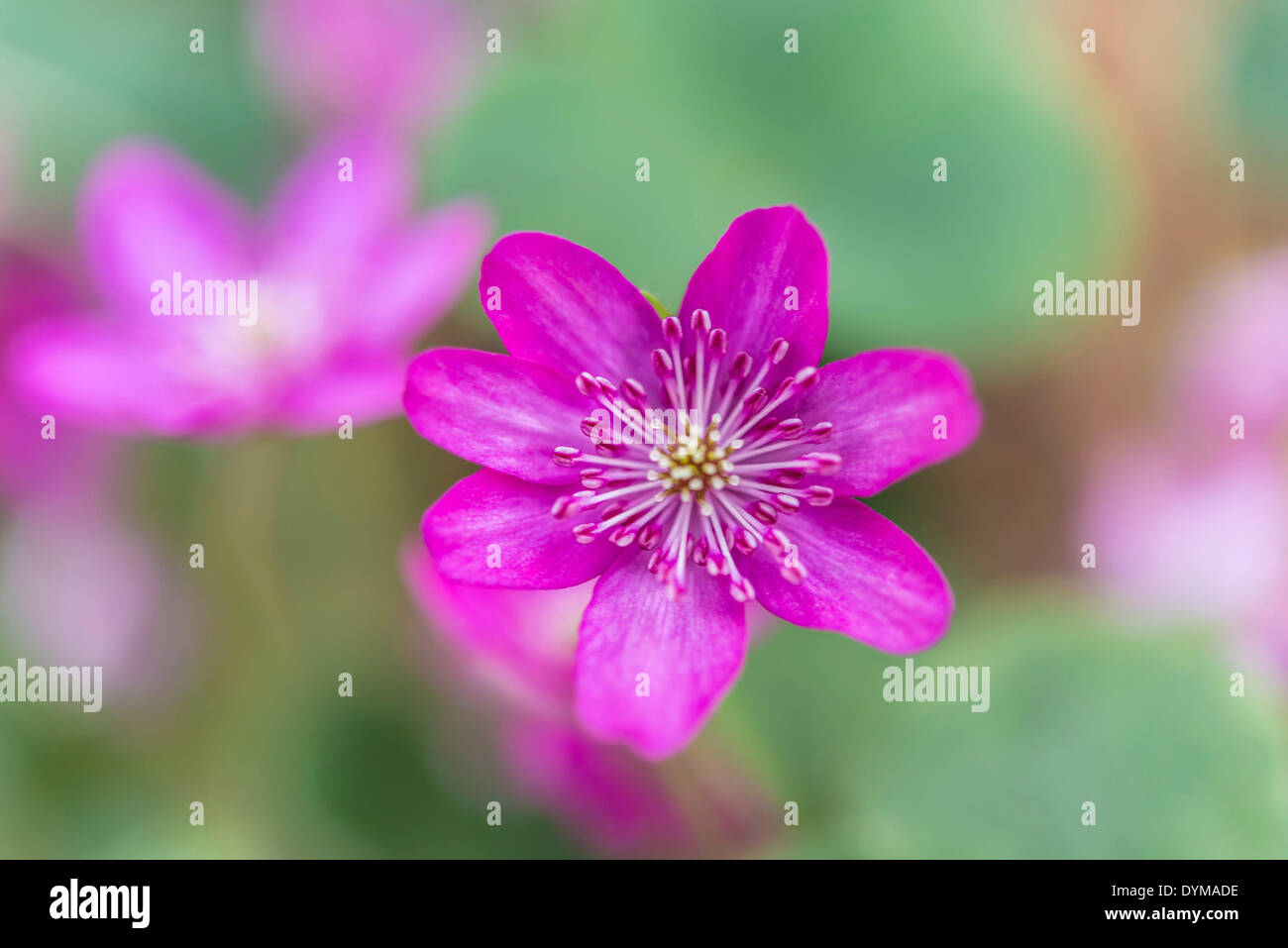 Pink Hepatica or Liverwort (Hepatica), cultivar, close-up Stock Photo