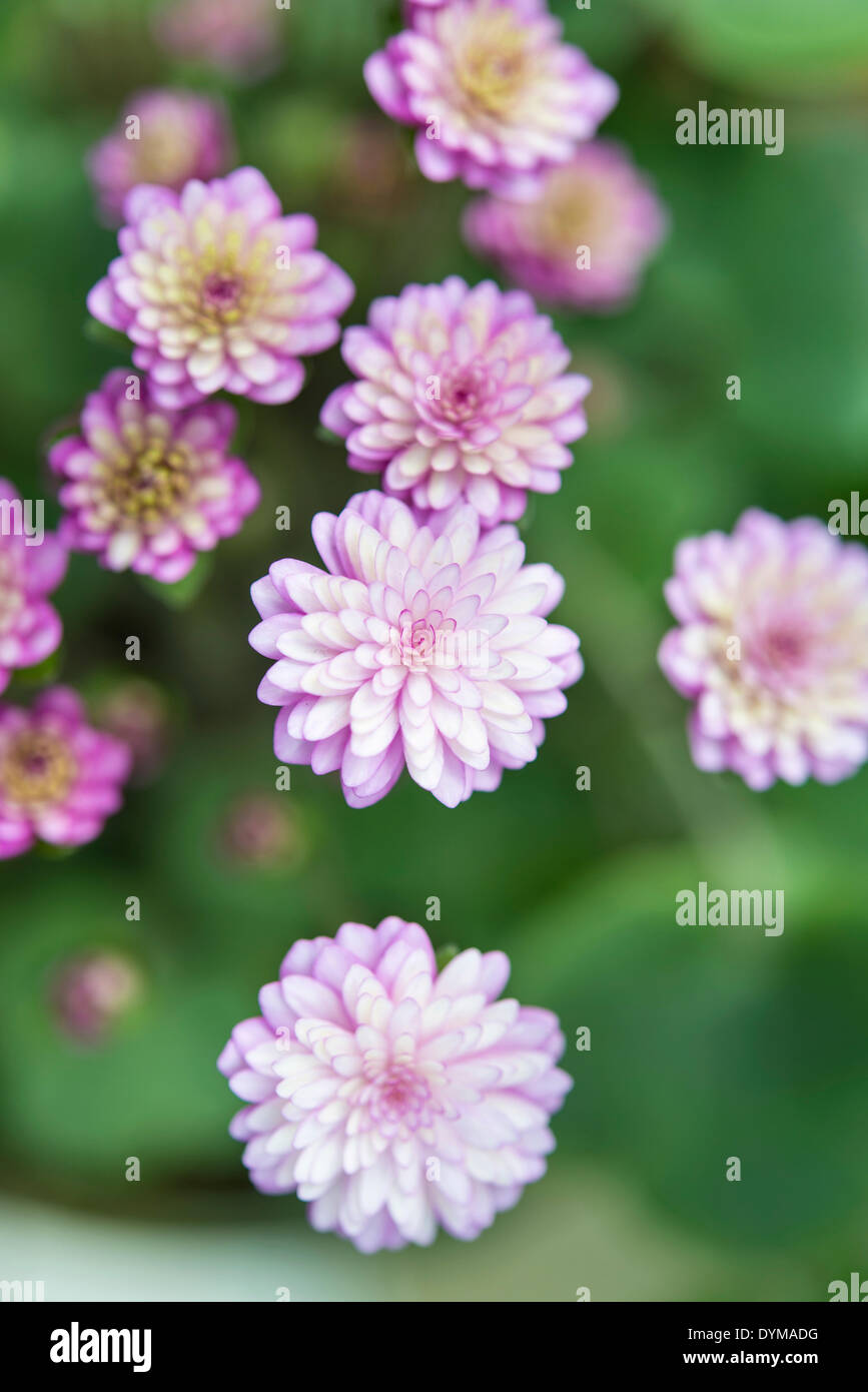 Pink-white Hepatica or Liverwort (Hepatica), cultivar, close-up Stock Photo