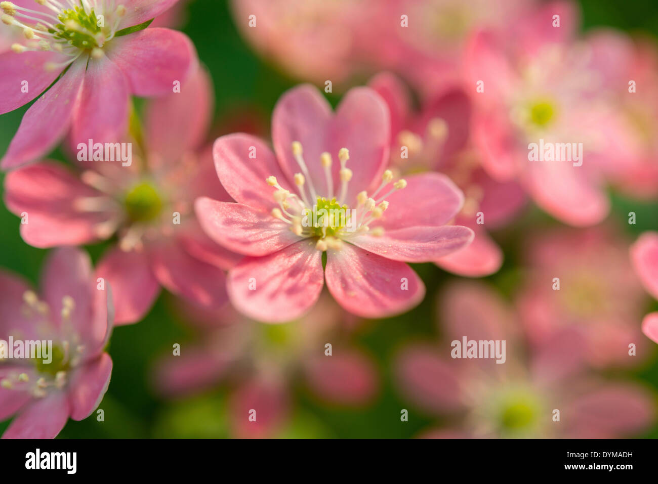 Pink Hepatica or Liverwort (Hepatica), cultivar, close-up Stock Photo