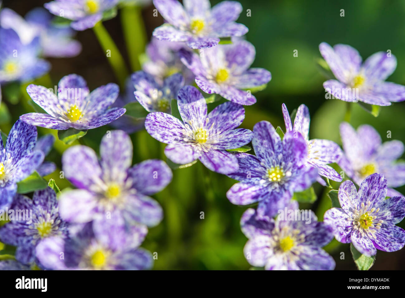 Purple-white speckled Hepatica or Liverwort (Hepatica), cultivar, close-up Stock Photo