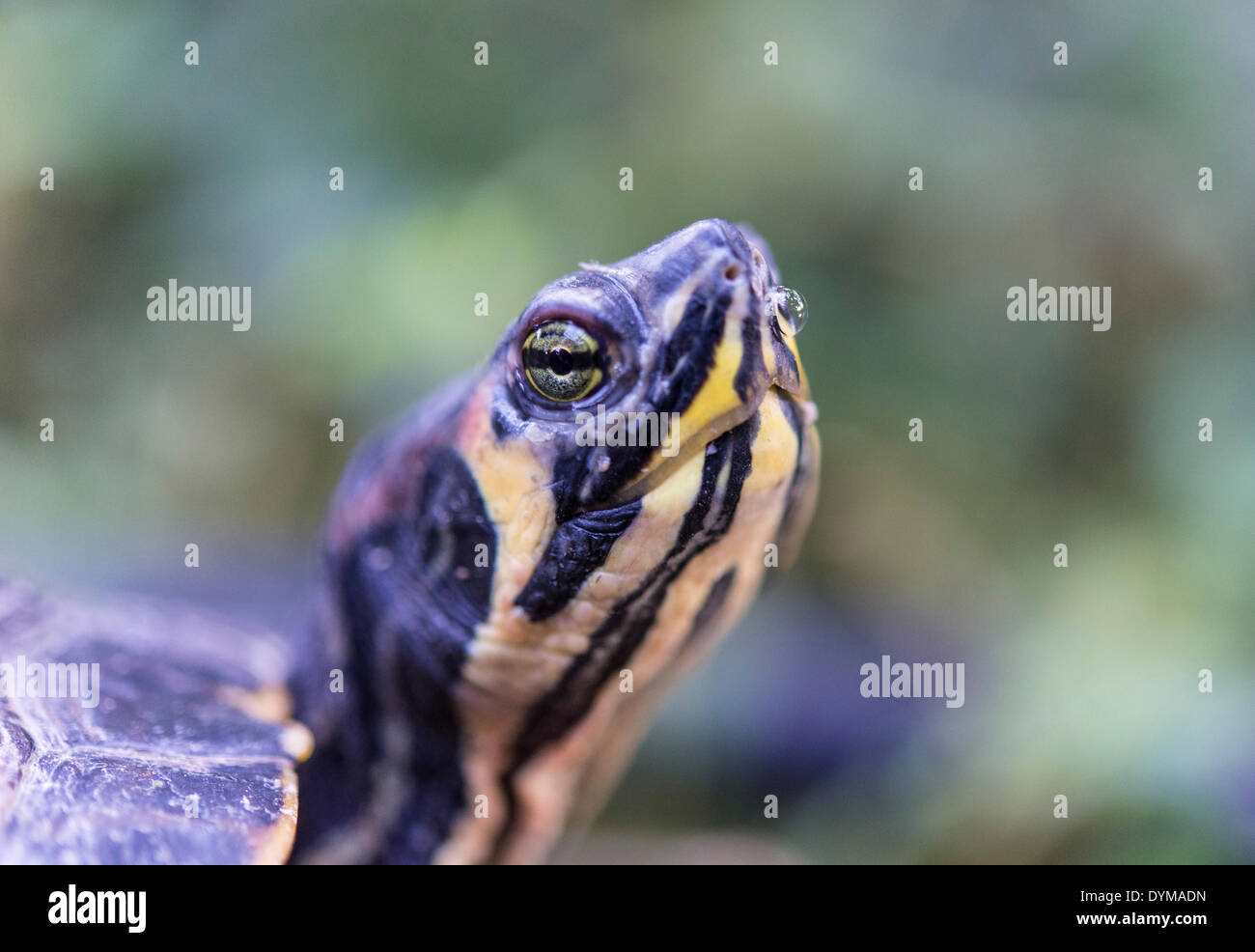Florida Redbelly Turtle (Pseudemys nelsoni), native to Florida Stock Photo