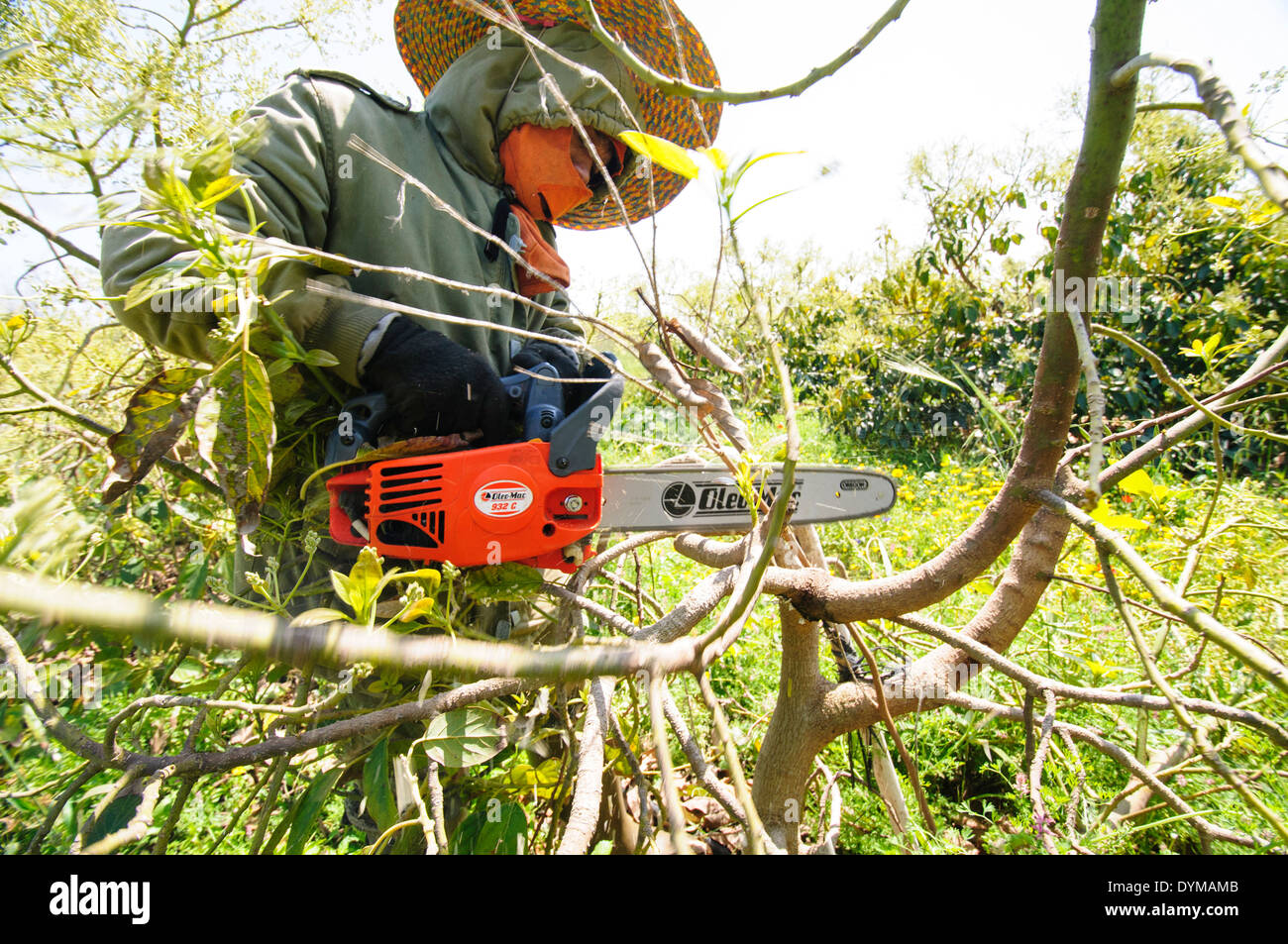 Worker uses power saw to trim an avocado tree in a plantation. Photographed in Israel in March Stock Photo