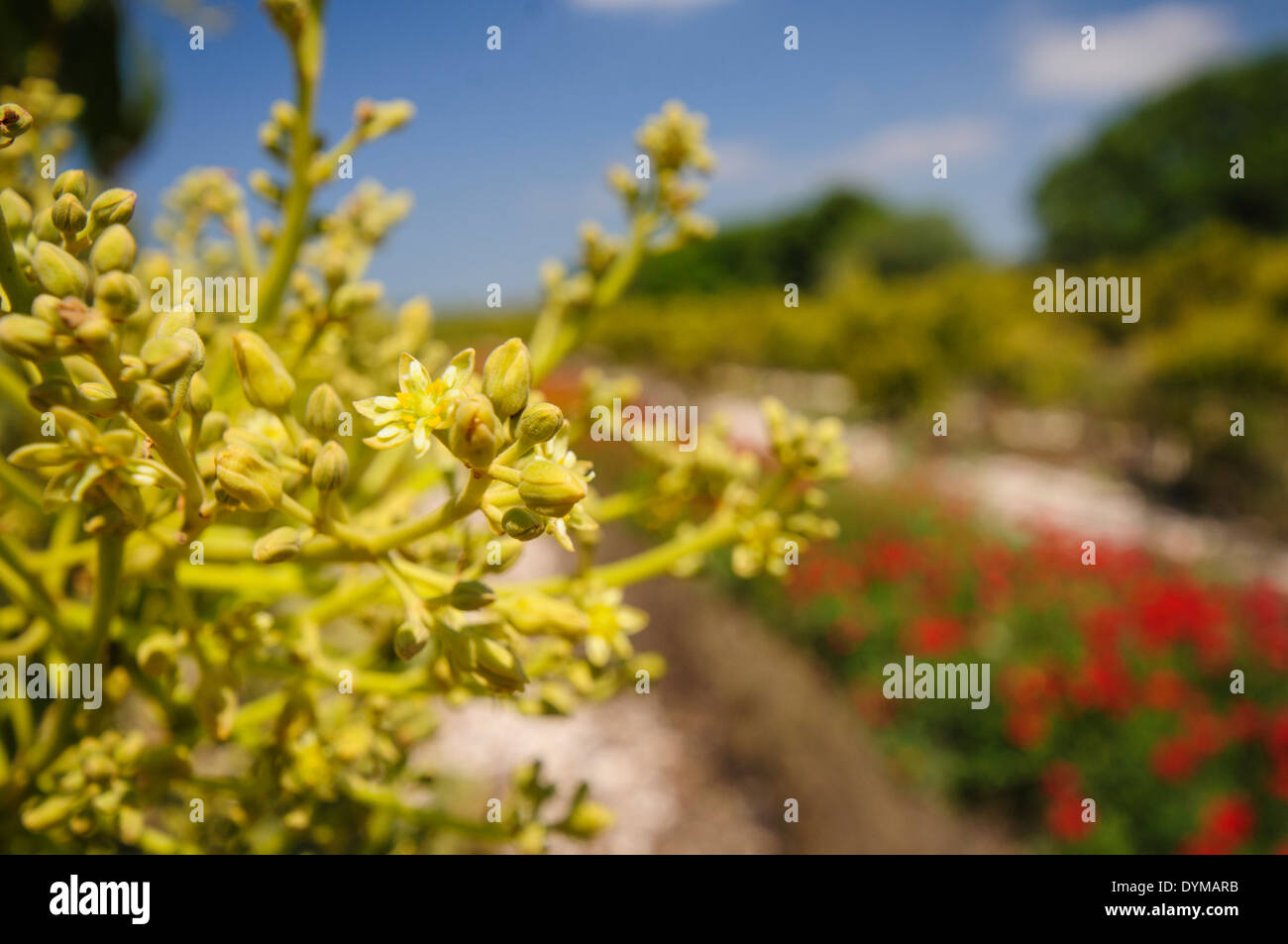 Blossoms in an avocado Plantation. Photographed in Israel in March Stock Photo