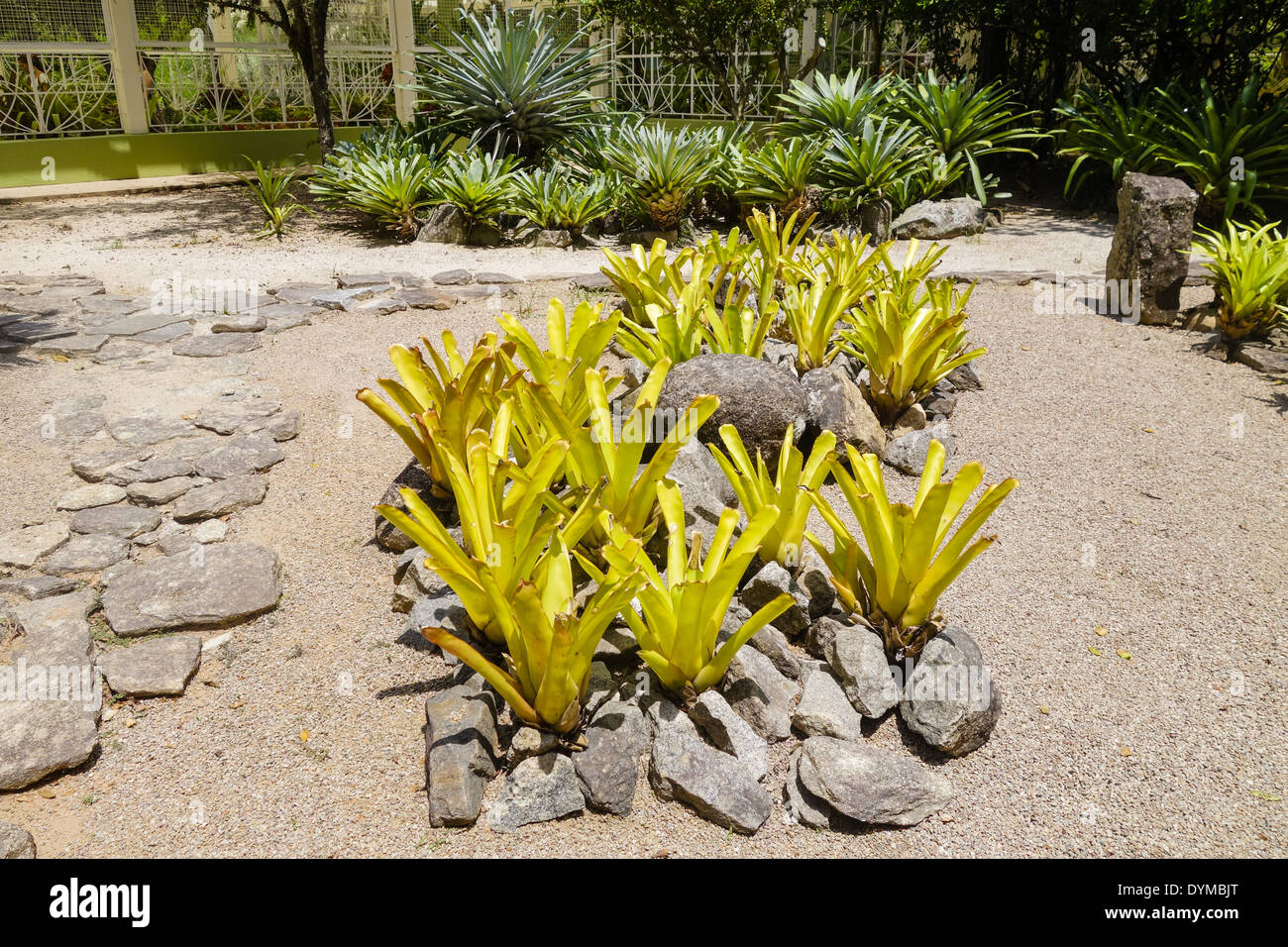 Rio de Janeiro, botanical garden, Jardim Botanico, bromeliad garden, Bromelario, Brazil Stock Photo