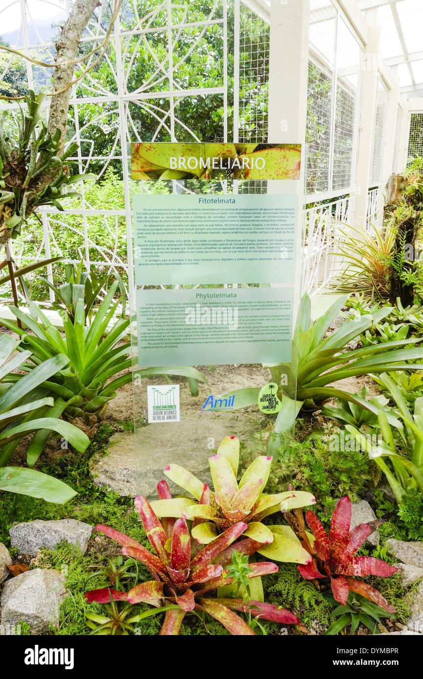 Rio de Janeiro, botanical garden, Jardim Botanico, bromeliad garden, Bromelario, Brazil Stock Photo