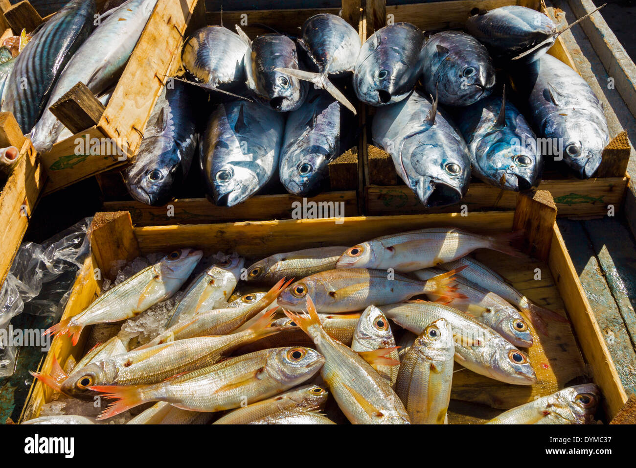 Bullet tuna & bogue seabream (boops boops) for sale at a market in this busy north western fishing port; Trapani, Sicily, Italy Stock Photo