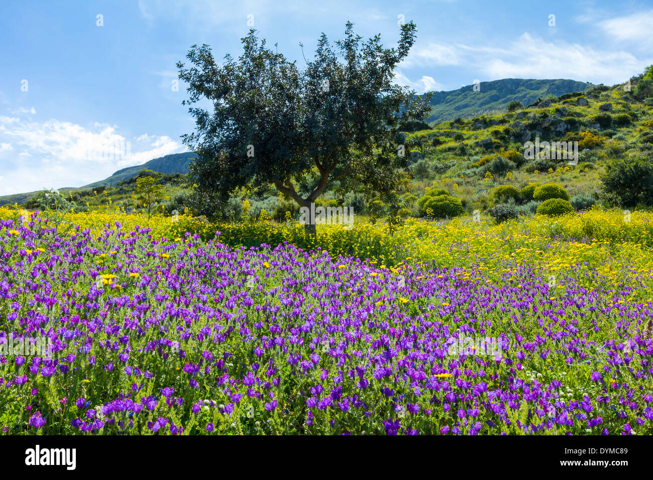 Spring flowers in Zingaro Nature Reserve near Scopello on this north