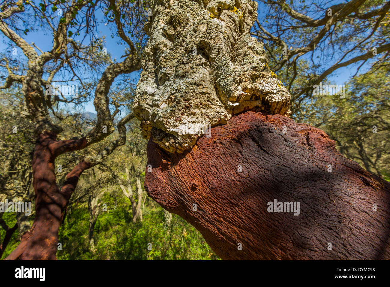 Harvested cork tree (Quercus suber) in hill country inland from Cefalu on N coast; Castelbuono, Palermo Province, Sicily, Italy Stock Photo