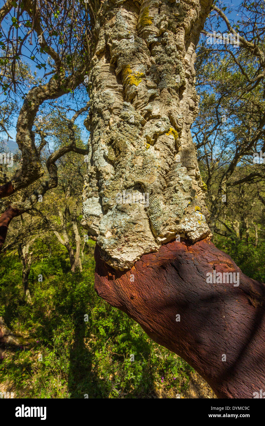 Harvested cork tree (Quercus suber) in hill country inland from Cefalu on N coast; Castelbuono