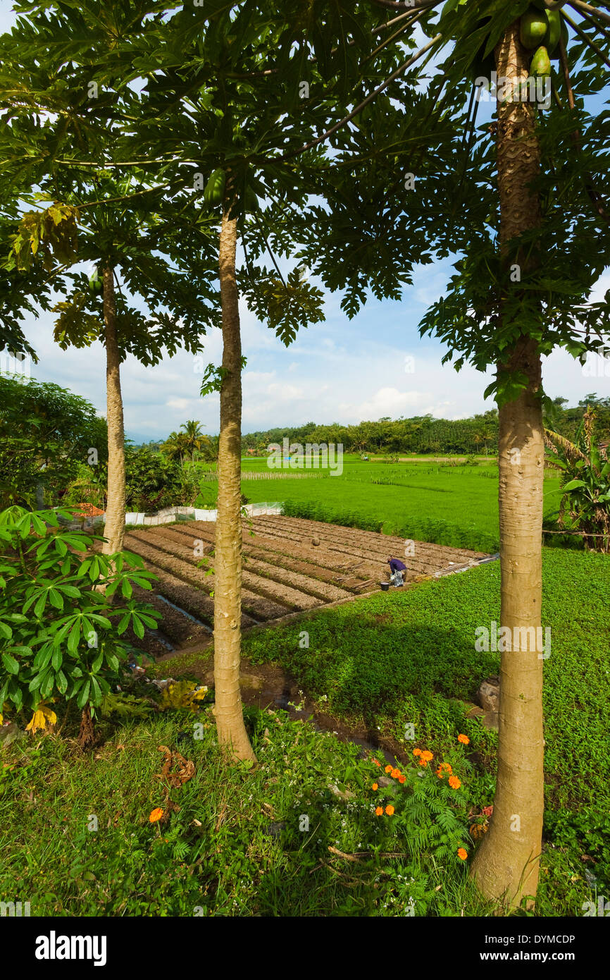 Pulo Java Kampung Pulo High Resolution Stock Photography and Images - Alamy