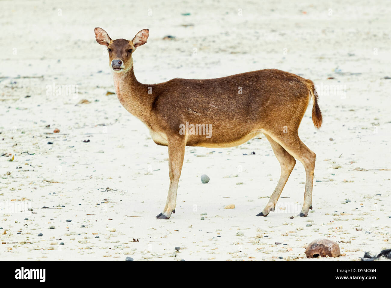 Rusa deer deals