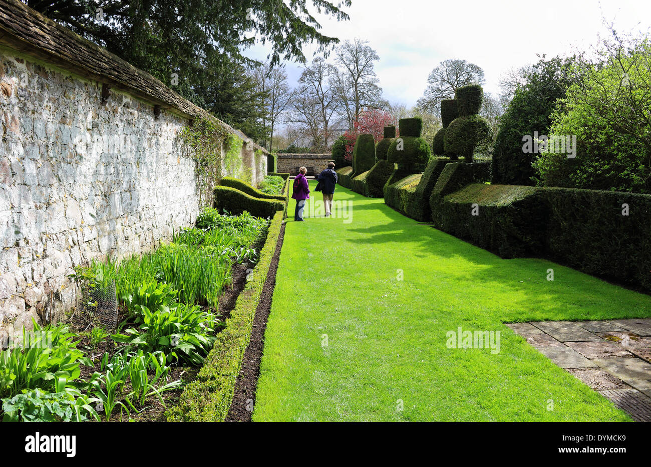 A Formal English Walled garden with flower borders and topiary hedge