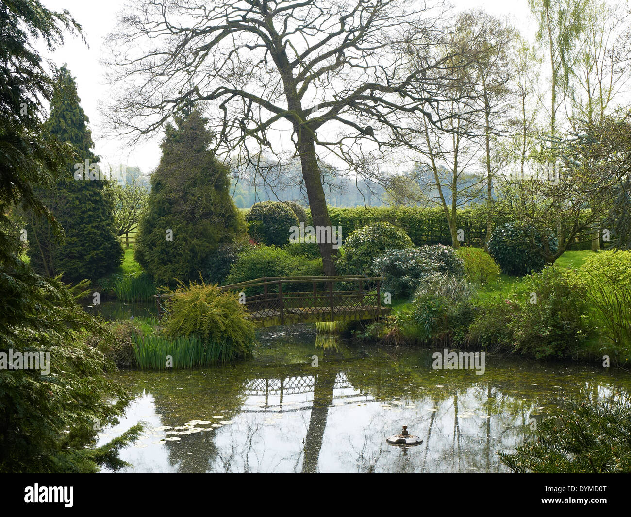 Private garden with walk bridge over pond in Cheshire UK Stock Photo