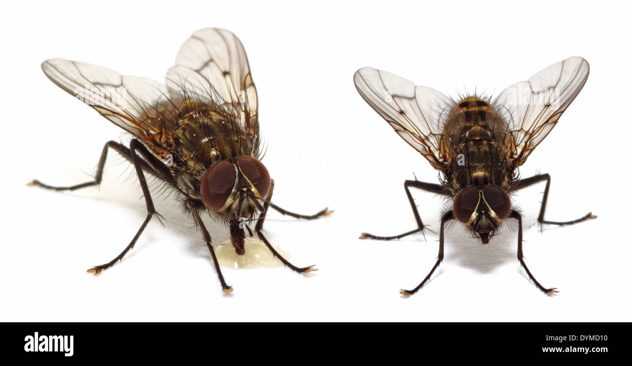 Closeup of two common house flies isolated on white background Stock Photo