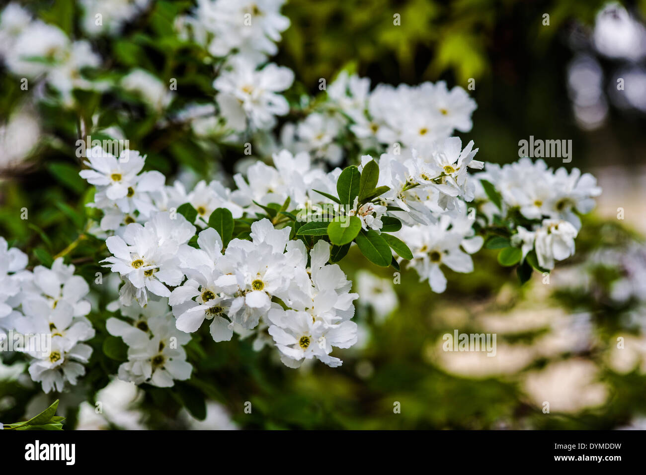Exochorda macrantha 'The Bride' pearl bush Stock Photo