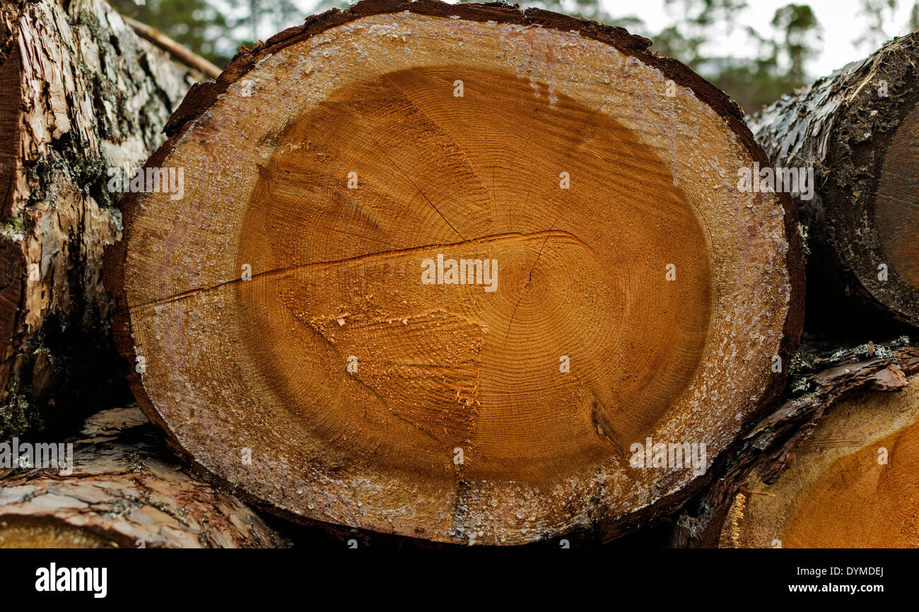 END OF A SAWN TREE TRUNK SHOWING THE GROWTH RINGS DATING BY DENDROCHRONOLOGY Stock Photo
