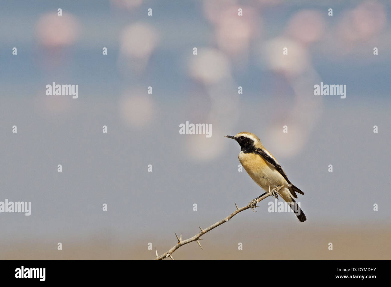 Desert Wheatear (Oenanthe deserti) with flamingos in background, Stock Photo