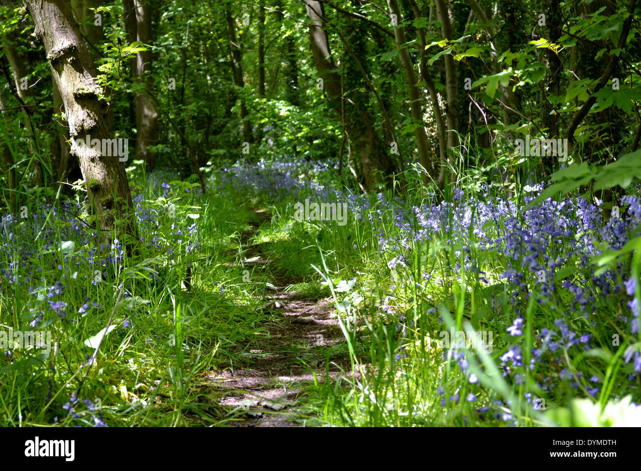 A lovely early summers day walking through the buttercups and bluebells