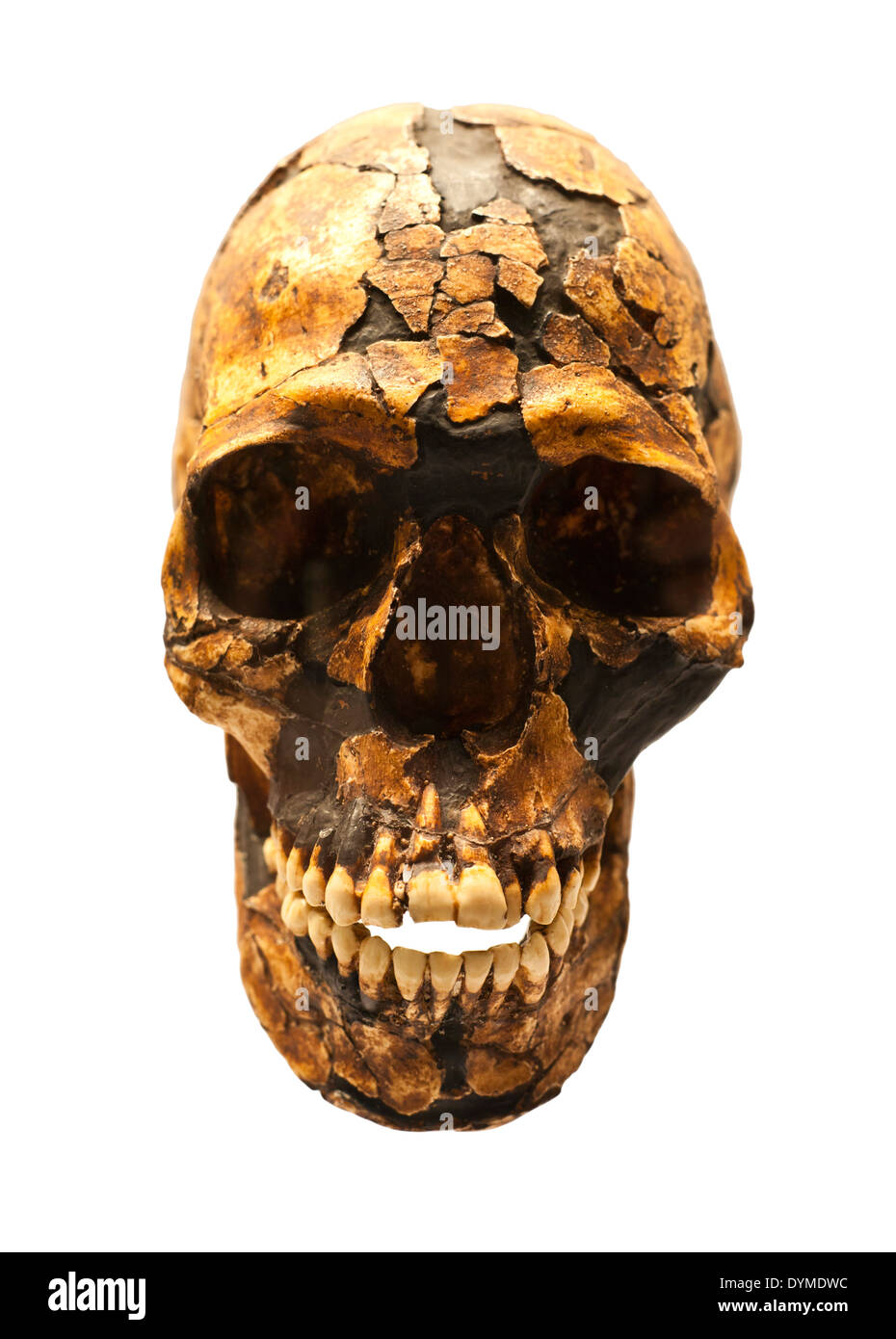 Reconstructed fossil skull of Homo sapiens Stock Photo