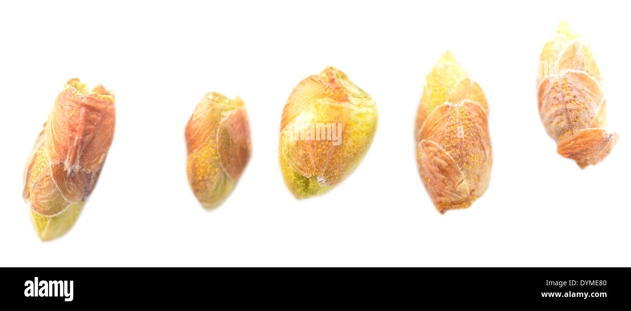 black currant buds isolated on white background Stock Photo