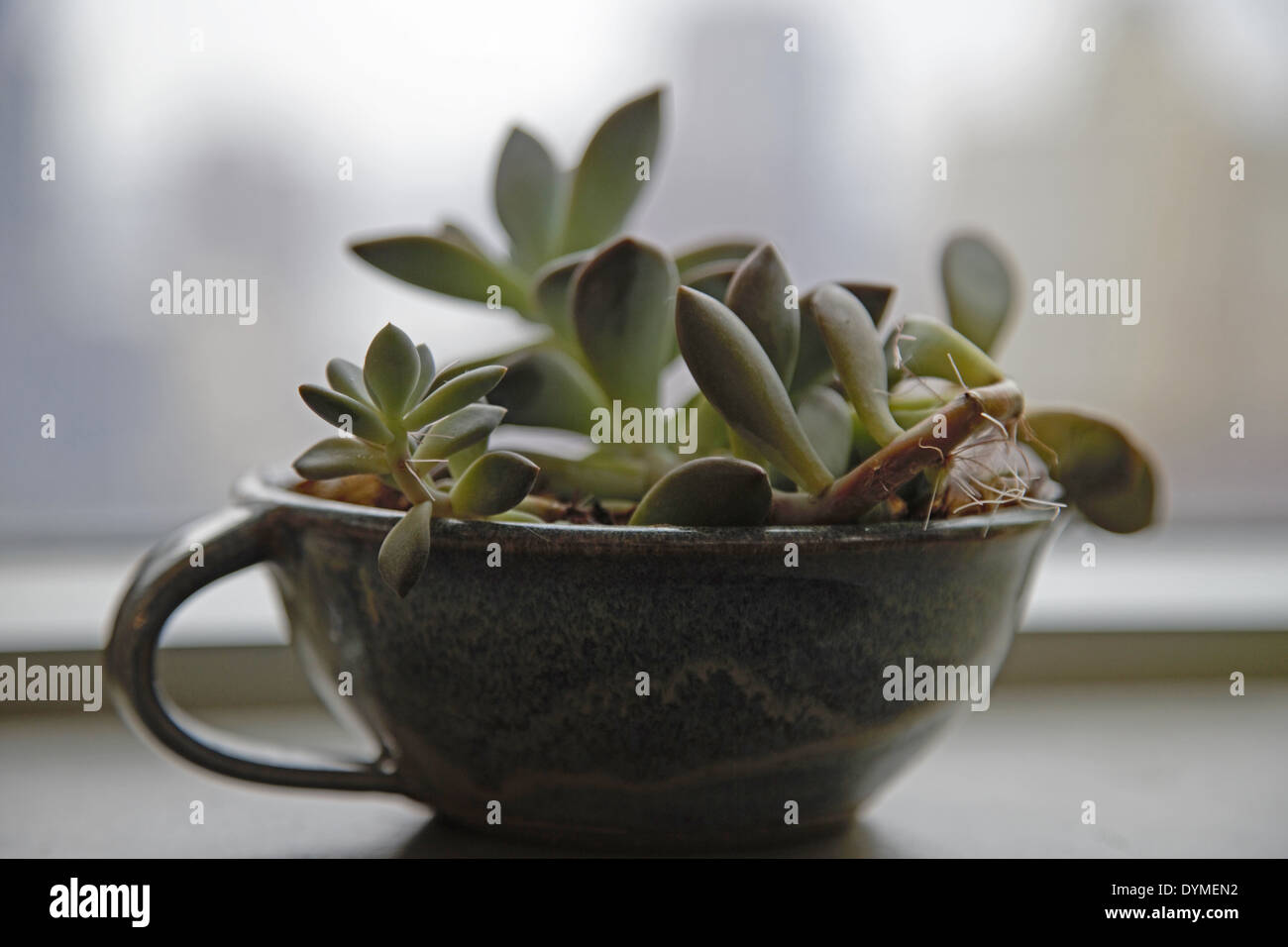 ghost succulent plant growing in a blue pottery pitcher sitting in a window sill Stock Photo