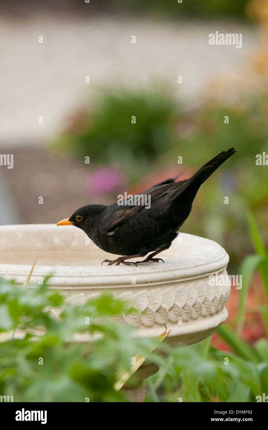 Blackbird on a stone bird bath unsharpened Stock Photo