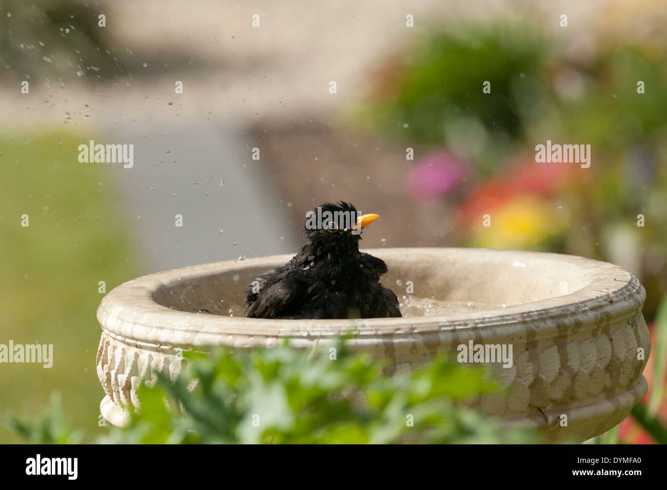 Sequence of a blackbird bathing, splashing and taking a bath in a stone bird bath unsharpened Stock Photo